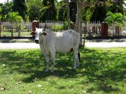 131  cow.JPG